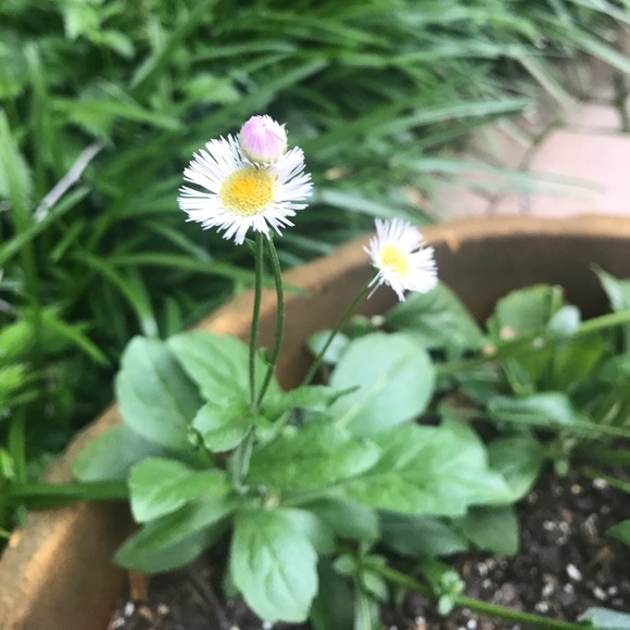 Meet your Posher, Mandy - Picture 1 of 1